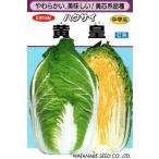 野菜種子 黄芯系中早生ハクサイ「黄皇」 コート5,000