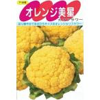 野菜種子 カリフラワー「オレンジ美星（みせい）」 50
