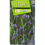 花種子 レースラベンダー「オリガノ」 30粒（タキイ種苗）【送料込み】 ラバ…