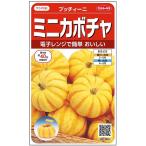  овощи семена Mini тыква [pchi.-ni] 30 шарик (sakata. tane)[ включая доставку ]pchi-nipchii-ni юг ... тыква ho k ho k выдерживающий жара .. большой .. магазин .