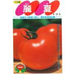  овощи семена большой шар помидор [ красота лето ] 500 шарик (sakata. tane)[ включая доставку ]... Ray ka лето осень культивирование предназначенный надеты .. огород лист стебель болезнь сопротивление . выдерживающий насекомое .. большой . много .