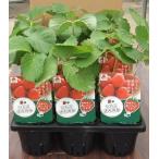  овощи рассада клубника рассада [... .] 3 размер pot ×12 шт. комплект (takii вид рассада )[ включая доставку ]sachinoka. рассада клубника .. родители АО реальный .. рассада огород * садоводство день держать .