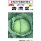 野菜種子 キャベツ「清流堂」 500粒（