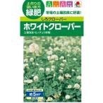  трава семена белый clover [.. clover ] 60ml(takii вид рассада )[ включая доставку ] сидераты зеленый . для улучшение почвы 