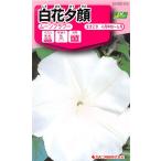 цветок семена белый цветок . лицо [ moon цветок ] 2ml(ka кошка вид рассада )[ включая доставку ]........ ночь лицо yorugao....