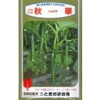  овощи семена огурец [ осень .] 350 шарик ( время . изучение место )[ включая доставку ]....shuuka.. огурец выдерживающий болезнь . товар вид много . плоды . большой высокая температура выдерживающий .