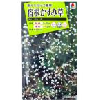 花種子 宿根かすみ草「スノーフレーク」 0.4ml（タキイ種苗）【送料込み】…