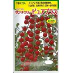  овощи семена мини помидоры [ солнечный Cherry Pure Plus ] 1,000 шарик (tokita вид рассада )[ включая доставку ] san ...-...... высокая температура надеты ... пункт болезнь чуть более выдерживающий болезнь . лето осень *. зима короткий период культивирование 