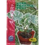  овощи семена арбуз для yuugao шт. дерево [ верх gun ] 400 шарик ( наан to вид рассада )[ включая доставку ] запад .... большой gi.... лицо .... низкотемпературный ... выдерживающий болезнь . надеты .. большой .