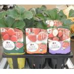  овощи рассада клубника рассада [ хорошо ..3 вид 12 шт. комплект ]... .(4шт.@) уже ...(4шт.@).....(4шт.@)(takii вид рассада )[ включая доставку ]sachino утка uiko.. женщина tochiotome