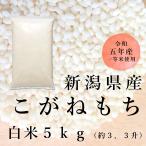 もち米 ５kg  こがねもち 新潟産 令和３年産 送料無料※地域別