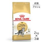 【2kg×3袋】ロイヤルカナン アメリカンショートヘアー  (猫・キャット)[正規品]