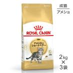 ショッピング正規 【2kg×3袋】ロイヤルカナン アメリカンショートヘアー  (猫・キャット)[正規品]