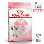 ショッピングロイヤルカナン 猫 【2kg×6袋】ロイヤルカナン 子猫 キトン 成長後期の子猫用 (猫・キャット) [正規品]