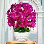 . бабочка орхидея искусственный цветок фотокаталитический 14шт.@.. праздник объем белый красный розовый цветочный горшок открытие ... видеть Mai . искусственный цветок стол размер модный долговечный KNK настоящий прекрасный человеческий труд цветок праздник блестящий постановка 