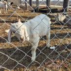  сетка-рабица забор цинк металлизированный цепь ссылка забор KNK( АО ) тросик 2.0-4.0mm сверхпрочная повторный использование возможность двор забор roll дом . сеть 