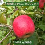 りんご 【志藤農園】 小玉りんご ピンクレディ 家庭用 訳あり 5kg 23〜28個 山形県 リンゴ 林檎