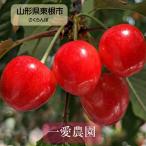 さくらんぼ 【一愛農園】 佐藤錦 150g チョコ箱 特秀 Lサイズ 贈答 母の日 山形県 東根市