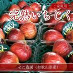  инжир [.. сельское хозяйство .] для бытового использования 350g×4P 1.4kg Wakayama префектура производство {8/ средний .~8/ последняя декада .. отгрузка начало } Hokkaido * Okinawa префектура. рассылка не соответствует 
