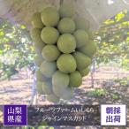 ぶどう 【フルーツファームいしくら】 葡萄 シャインマスカット 3房 大房 2kg 高糖度 山梨県《8/10日頃〜8/中旬より出荷》