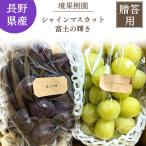  виноград [. фруктовое дерево .] Fuji. блеск автомобиль in мускат 1~2. по примерно 1kg Nagano префектура . склон город {10/ сверху .~10/ средний ... отгрузка }