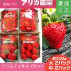 【アリガ農園】福島いちご 須賀川産 とちおとめ苺 300gサイズ大2パック 中2パック