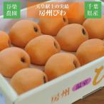  loquat [.. agriculture .].. loquat extra-large 3L 12 piece 1.1kg.. for .. Chiba prefecture south . total city heaven .. on. results Mother's Day Father's day {4/ last third ~5/ on ... shipping }