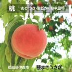 早期予約割引 早割  桃 【種まきうさぎ】 あかつき まどか 川中島等 5kg 15〜22個 福島県 伊達市 贈答用 もも 福島の桃 《7/下旬〜8/上旬より出荷》