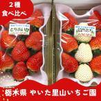 いちご 【やいた里山いちご園】 イチゴ 苺 食べ比べ とちあいか ミルキーベリー  スカイベリー 大玉 280g×2パック 白いちご 栃木県矢板市