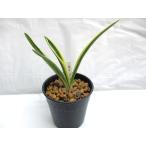 NO.316 день месяц звезда 