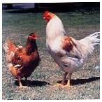 阿波尾鶏正肉セット4kg徳島地鶏