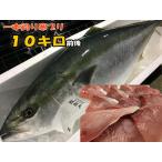 Yahoo! Yahoo!ショッピング(ヤフー ショッピング)寒ブリ通販　日本海新潟の一本釣り産地漁師からお取り寄せ　10キロ前後　ぶり　鰤　刺身　しゃぶしゃぶ　年末　パーティー　送料無料　水産物応援商品