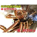 Yahoo! Yahoo!ショッピング(ヤフー ショッピング)活本ズワイガニ 約700ｇ×2尾　タグ付き　越後新潟県村上市山北寝屋漁港から産地直送でお取り寄せ 日本海 カニしゃぶ カニ刺身 カニ鍋 条件付送料無料