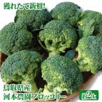  река книга@ сельское хозяйство . Tottori префектура производство брокколи примерно 2 kilo рефрижератор бесплатная доставка отметка использование 