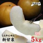 梨 しんかんせん 新甘泉 進物用 5kgセット 鳥取県産 送料無料 常温