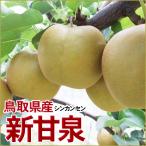 梨 しんかんせん 新甘泉 自家用 5kgセット 鳥取県産 送料無料 常温