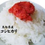 令和7年産 新米 予約 鳥取県産 コシヒカリ  10kg  送料無料  常温