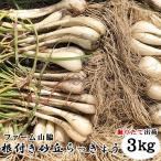 ラッキョウ　鳥取県北栄町産　ファーム山脇　根付き　砂丘らっきょう　3kg　サイズ混じり　砂付き 常温