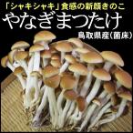  Tottori префектура производство .......120g×6 упаковка рефрижератор рейс бесплатная доставка 