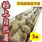 自然薯(じねんじょ)3本入約2.1kg前後 送料無料！！ 茨城県産 　