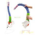脊椎 模型 85cm 可動式 脊椎骨盤模型 