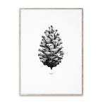 Paper Collective / Nature 1:1 Pine Cone White アートポスター 50x70cm