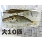 泳がせ釣り・海上釣堀　青物やヒラメのエサに