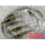 [882] スジエビ（モエビ）２００ｇ（約２００匹）約２〜３ｃｍ　【他商品との同梱不可】　※ノークレーム限定