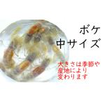 [662] выцветание ( средний размер )10 шт комплект примерно 4.0cm и меньше * претензии не принимаются ограничение 