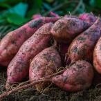 2025 год новый предмет батат дешево . клубень 20kg( земля имеется * большой маленький размер ..).... еда чувство ..... сделал .. Кагосима префектура производство 