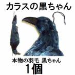 鳥追いからす カラスの黒ちゃん 身幅18