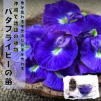  Okinawa . most discussed plant { butterfly pi- pot seedling } herb butterfly legume .....cho horse me anti .n