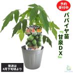 [ предварительный заказ товар /4 конец месяца .. отправка ] внимание. здоровье овощи синий папайя рассада . Izumi DX 3.5 номер pot рассада super капот овощи папайя so Muta Muta i кулинария 