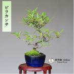  бонсай [ стойка can sa] shohin bonsai [...Online]